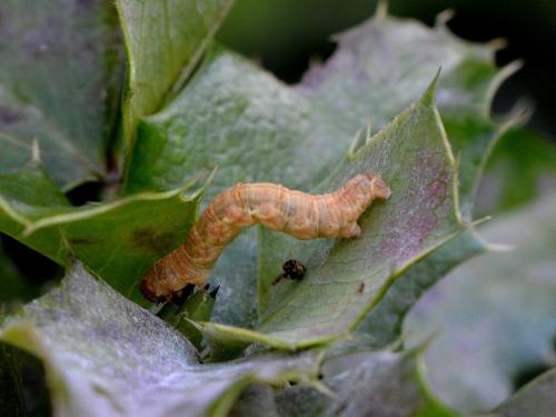 Réf. 346 007 : Pareulype berberata